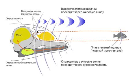 Нейробиология чувств дельфинов