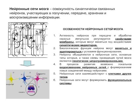 Нейронные сети: работа нервной системы