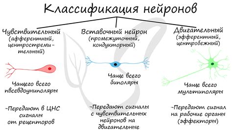 Нейроны в биологии 8 класса