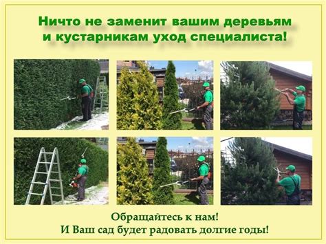 Необходимые меры по уходу за кустарниками