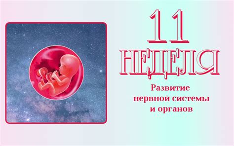 Необходимые обследования после 11 недели беременности