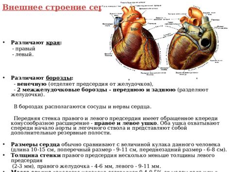 Неправильное положение аорты относительно правого предсердия