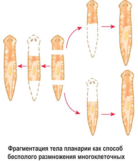 Неправильное разведение и факторы размножения