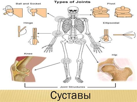 Неправильное формирование костей и суставов