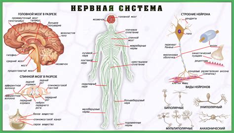 Нервная система