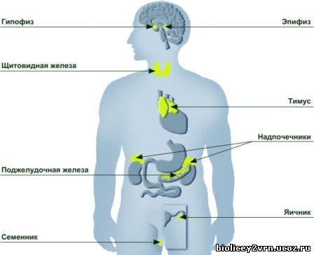 Нервная система и эндокринная система