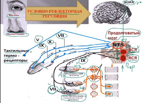 Нетривиальные причины слюноотделения