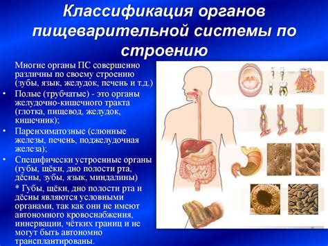 Неформированность пищеварительной системы