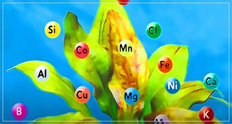 Нехватка макро- и микроэлементов в почве
