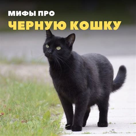 Не показывайте черную кошку!