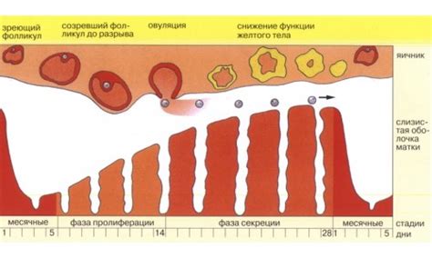 Нормальные и аномальные причины появления коричневых выделений