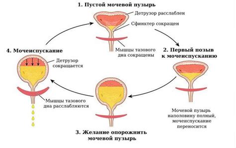 Нормальный процесс мочеиспускания