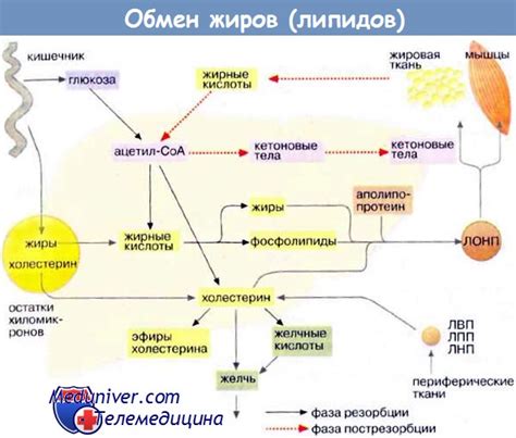 Нормы содержания липидов в крови