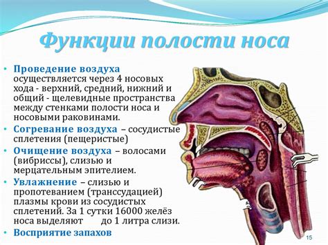 Носовая полость: функции и строение