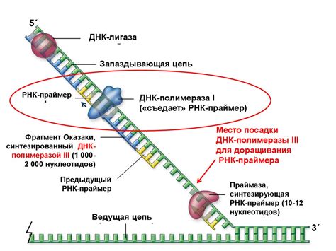 Нуклеотиды: составляющие ДНК