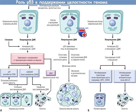 Обеспечение целостности генома клетки