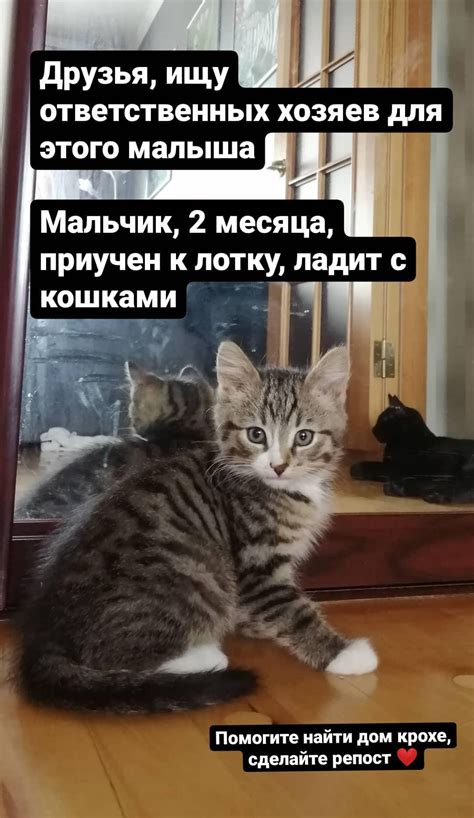 Обеспечьте котенку безопасность