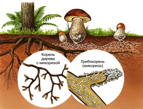 Обзор осины, дерева-хозяина гриба