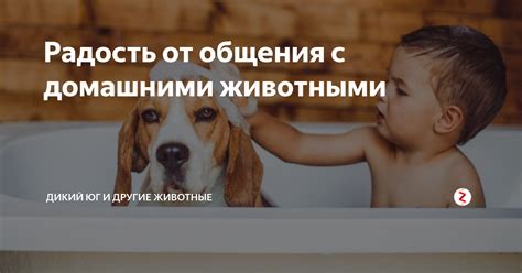 Обнимание с домашними животными: радость или предупреждение?