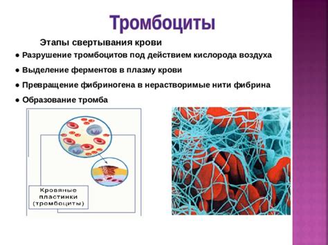 Образование и превращение в крови