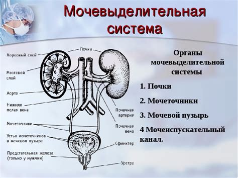 Образование камней и засорение мочевого тракта