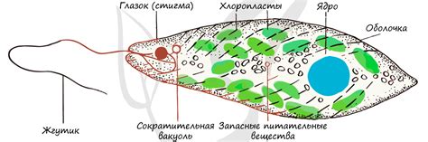 Образование клеточной стенки эвглены зеленой