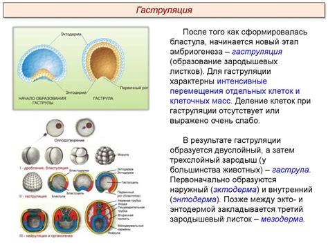 Образование эмбрионального диска