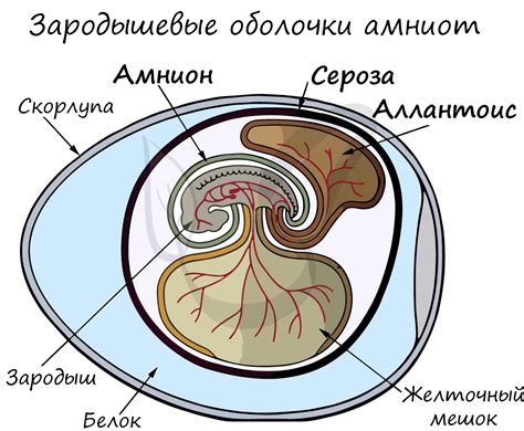 Образование эмбриональных оболочек