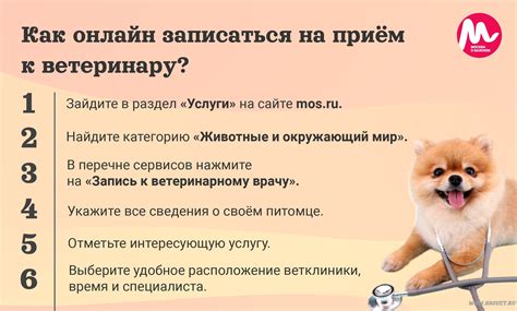 Обращение к ветеринару и консультация по проблеме