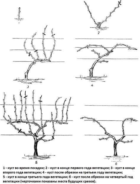 Обрезка и формирование виноградных лоз