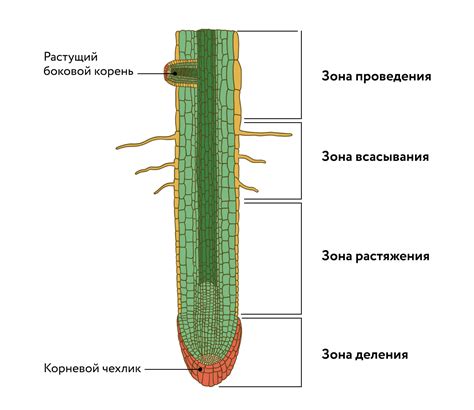 Обрезка корней