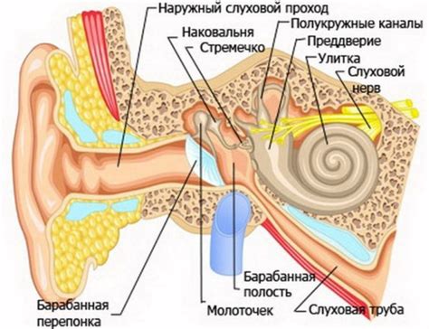 Обструкция слуховых труб отеком