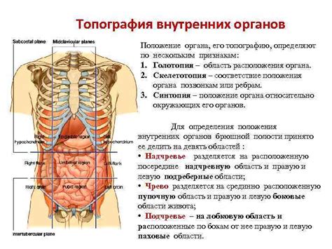 Общая анатомия и соответствие органов