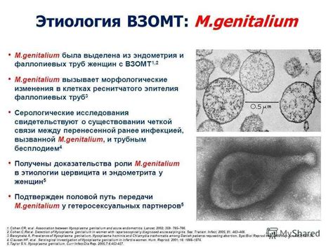 Общая информация о микоплазма хоминис