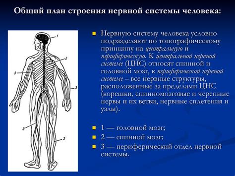 Общее состояние нервной системы