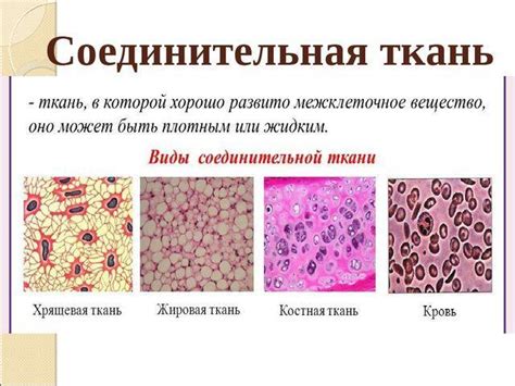 Общие свойства всех типов соединительной ткани