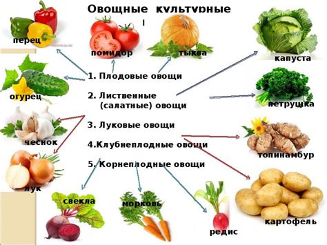 Общие черты культурного растения и культурного человека