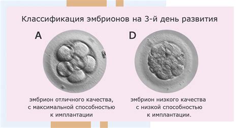 Объяснение механизма действия Утрожестана после переноса эмбриона