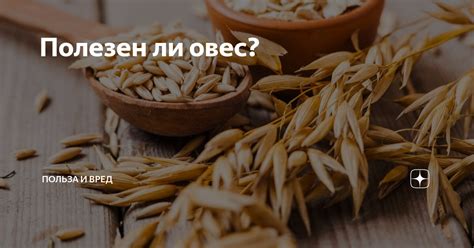 Овес - преимущества и особенности