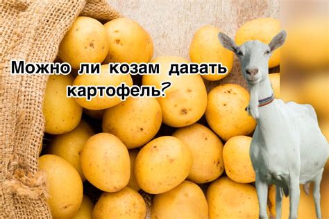 Овощи и фрукты, которые можно давать козам