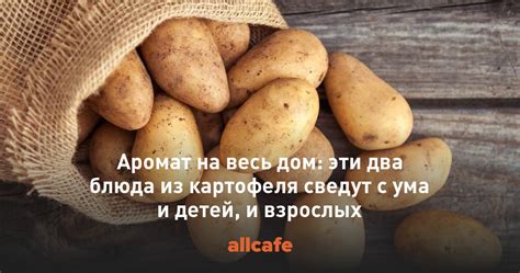 Овцы: аромат картофеля