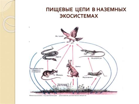 Ограничения длины пищевой цепи в экосистемах: многовекторный подход