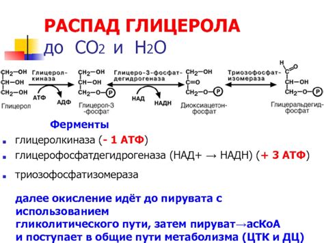 Окисление пироата до акетилкоэнзима А: образование НАДН и выделение СО2