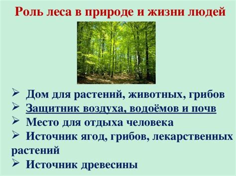 Околица в лесу: значение и роль в литературе