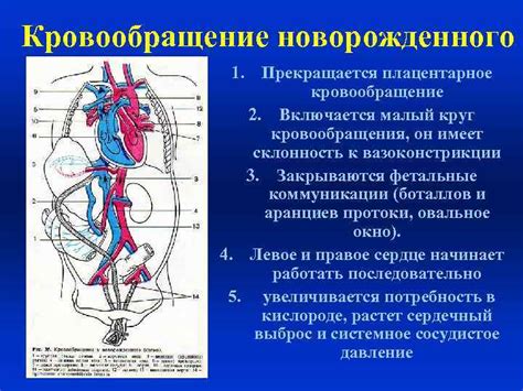 Он имеет внутреннюю систему кровообращения