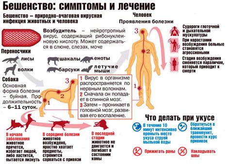 Опасности бешенства от лисы: симптомы, причины и лечение