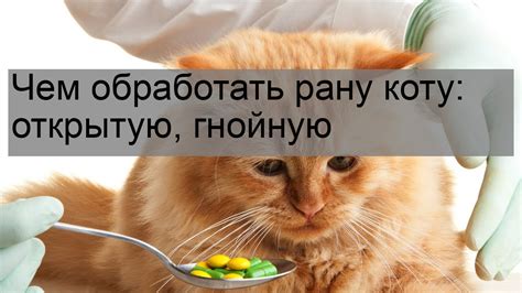 Опасность ран для кошек