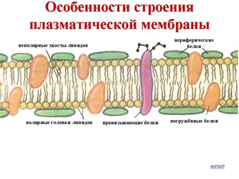 Описание клеточной мембраны грибной клетки