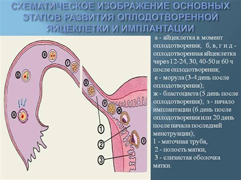 Описание процесса овуляции и его роль