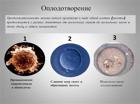 Оплодотворение: объединение гамет и создание нового организма